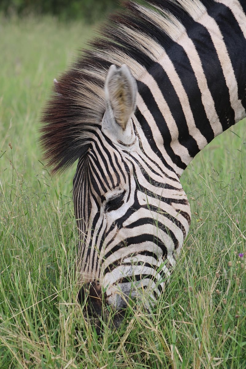 Safari in the Serengeti, Tanzania